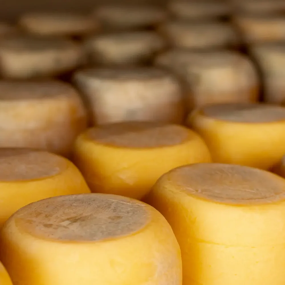 quesos-delicias-manchegas2